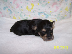 click here to see mw grow